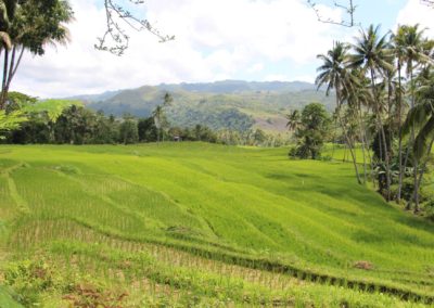 Cambuyo Rice Terraces